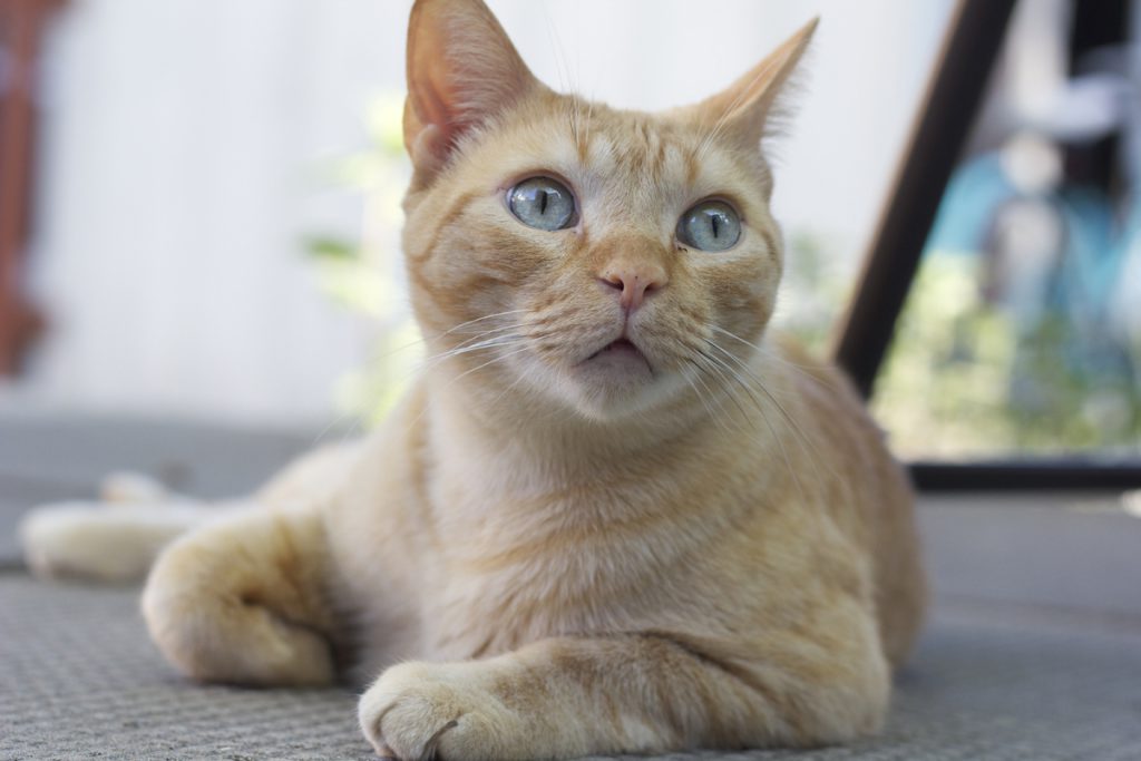 Nature Canada's new campaign is aimed at preventing cats from roaming freely outdoors to help keep both cats and birds safe