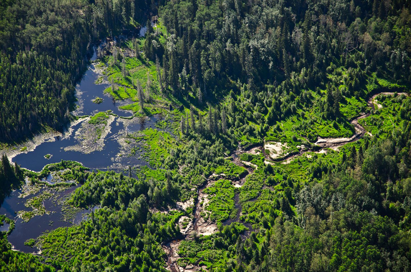 Boreal forest landscape near Fort McMurray, Alta.