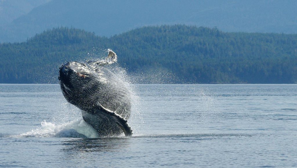 A humpback whale breaches in the Broughton Archipelago