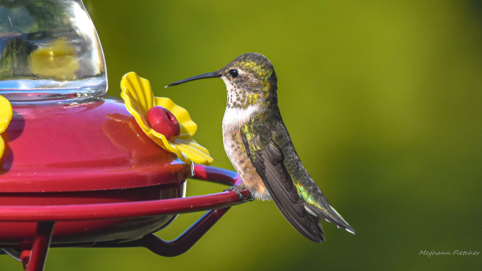 Calliope hummingbird at feeder
