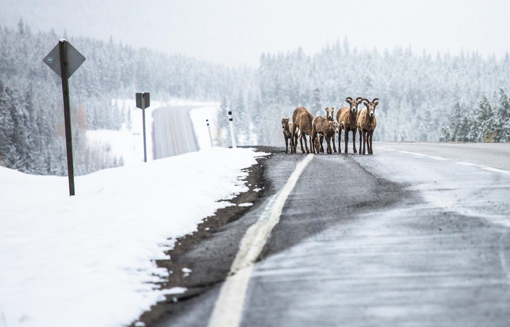 Mountain goats walk on the side of a snowy highway