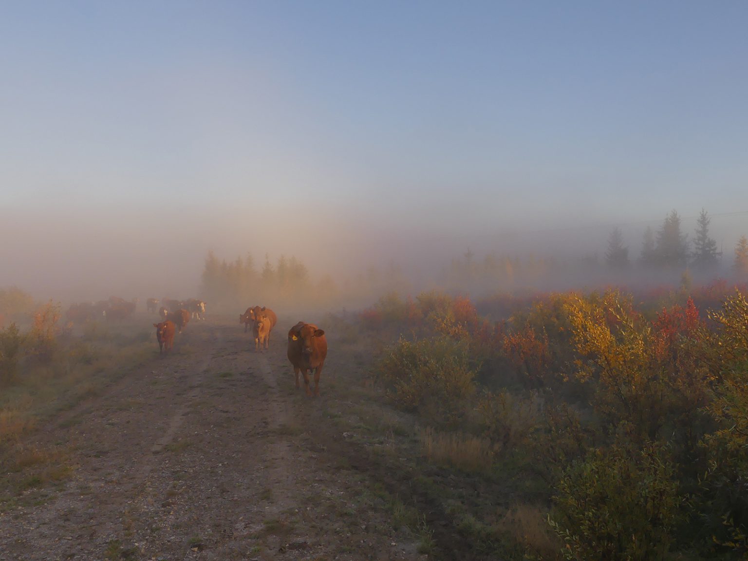 misty morning cattle walking on path alberta