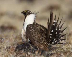 Greater sage grouse