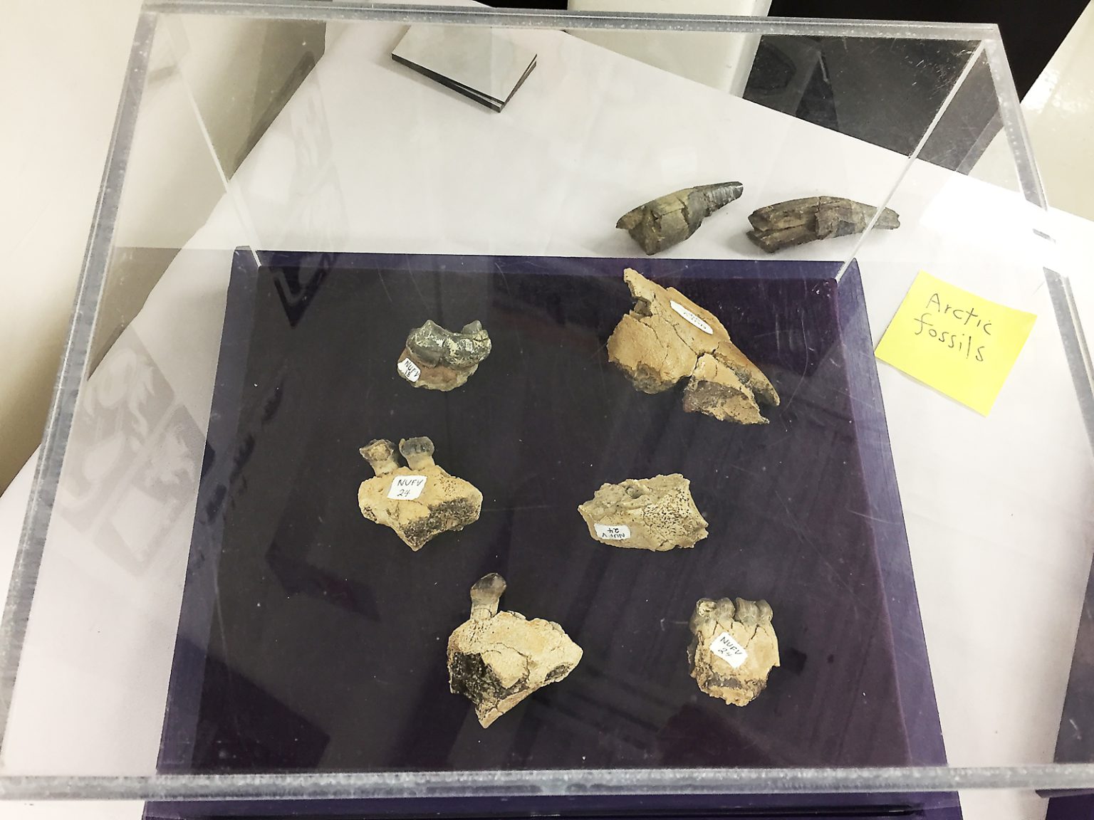 Coryphodon fossils from the Canadian Arctic