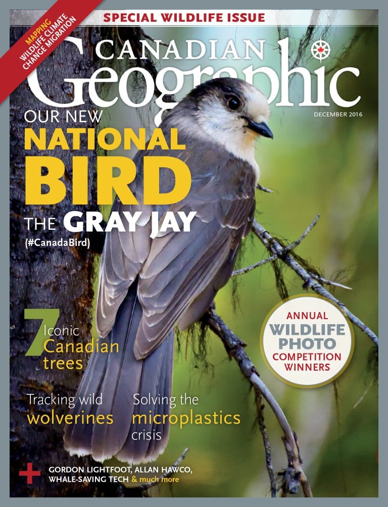 Our New National Bird: The Gray Jay