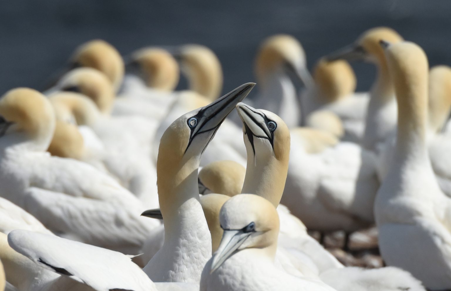 Northern gannets in the Gaspé
