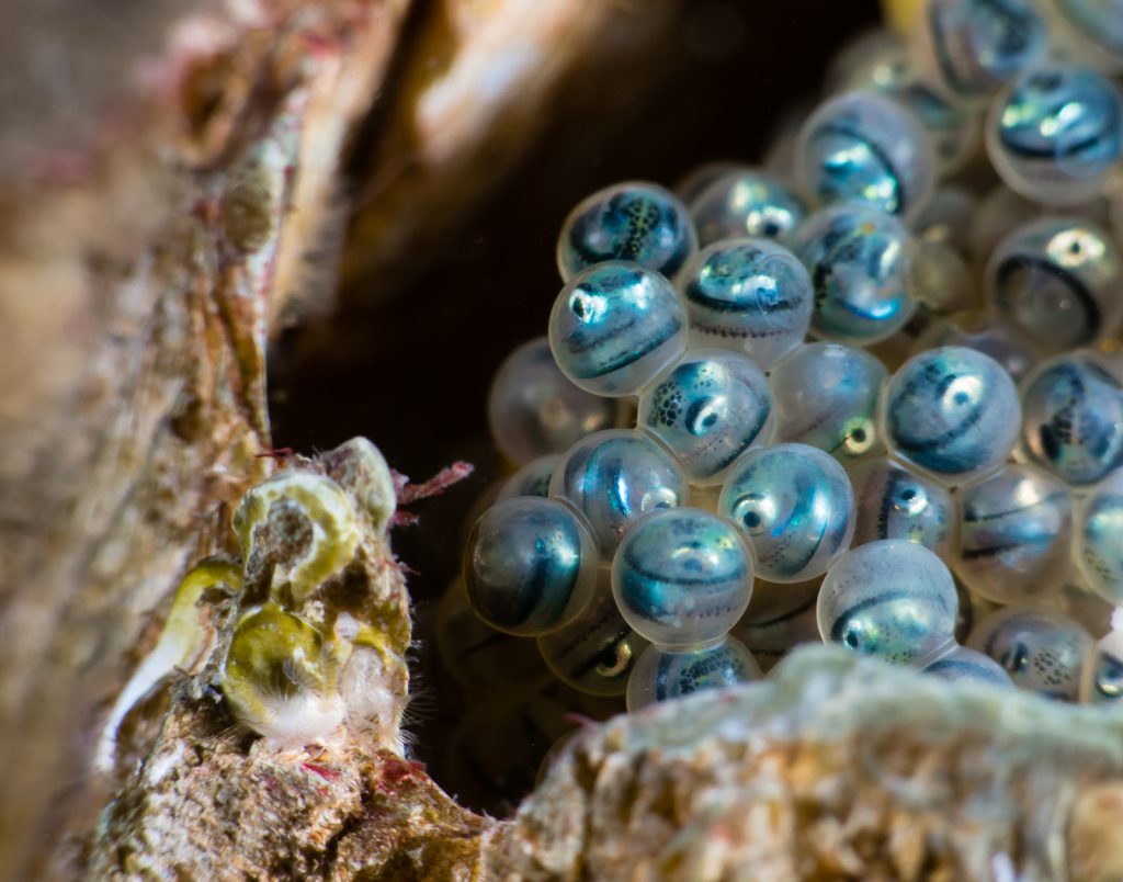 Eggs of a kelp greenling in a barnacle at Whytecliff Park Marine Protected Area