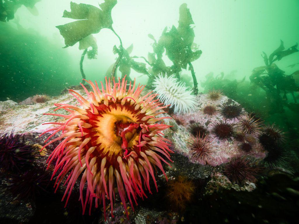 Fish-eating anemones (Urticina piscivora) move back and forth in the current with a backdrop of kelp. God's Pocket Marine Provincial Park, Vancouver Island, BC