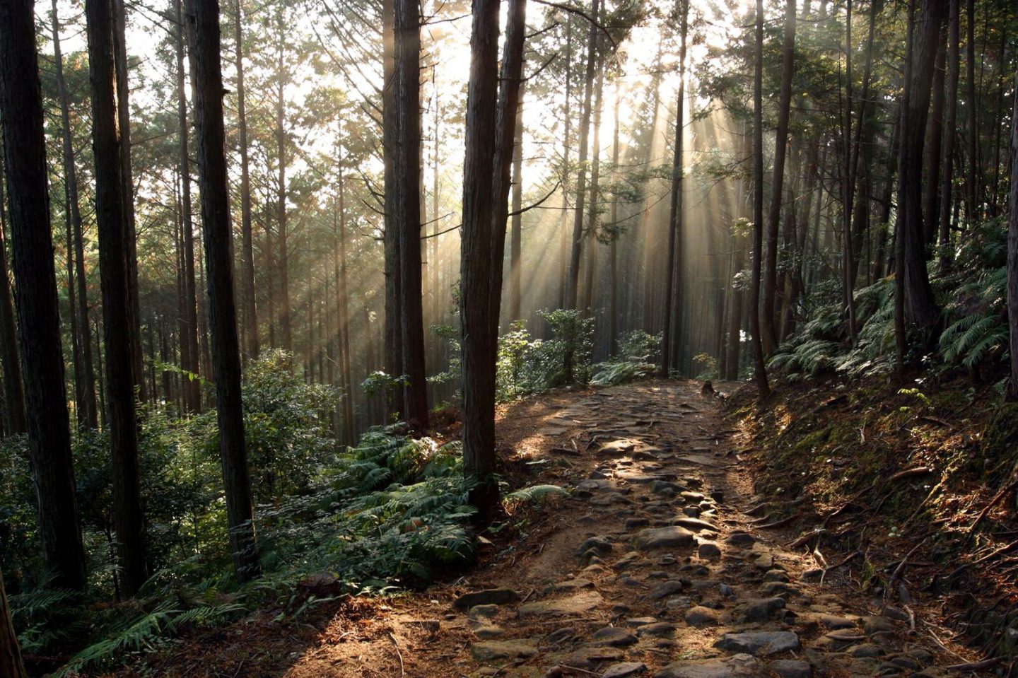 Early morning on the Kumano Kodo