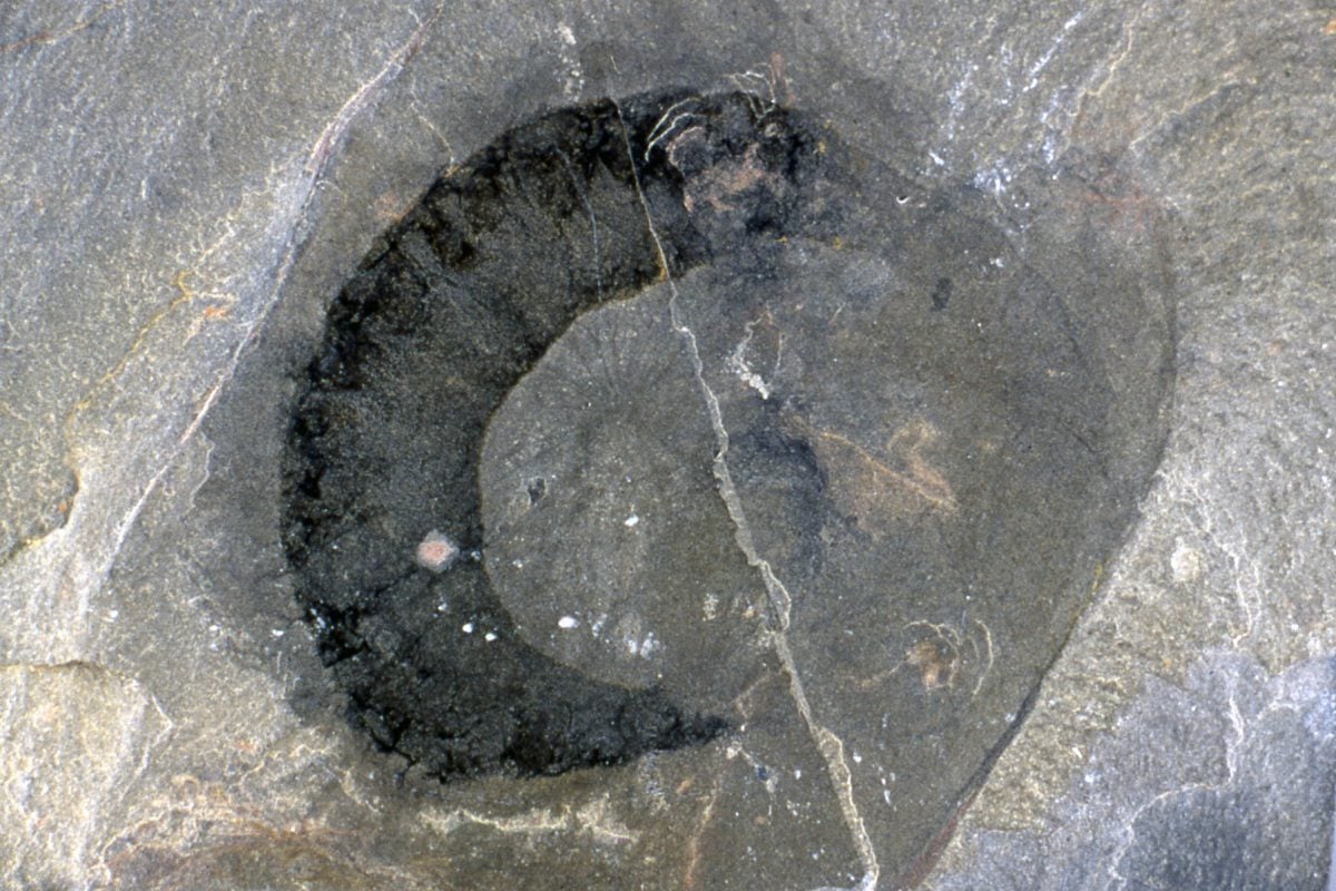 Why the fossils in B.C.’s Burgess Shale are so well preserved