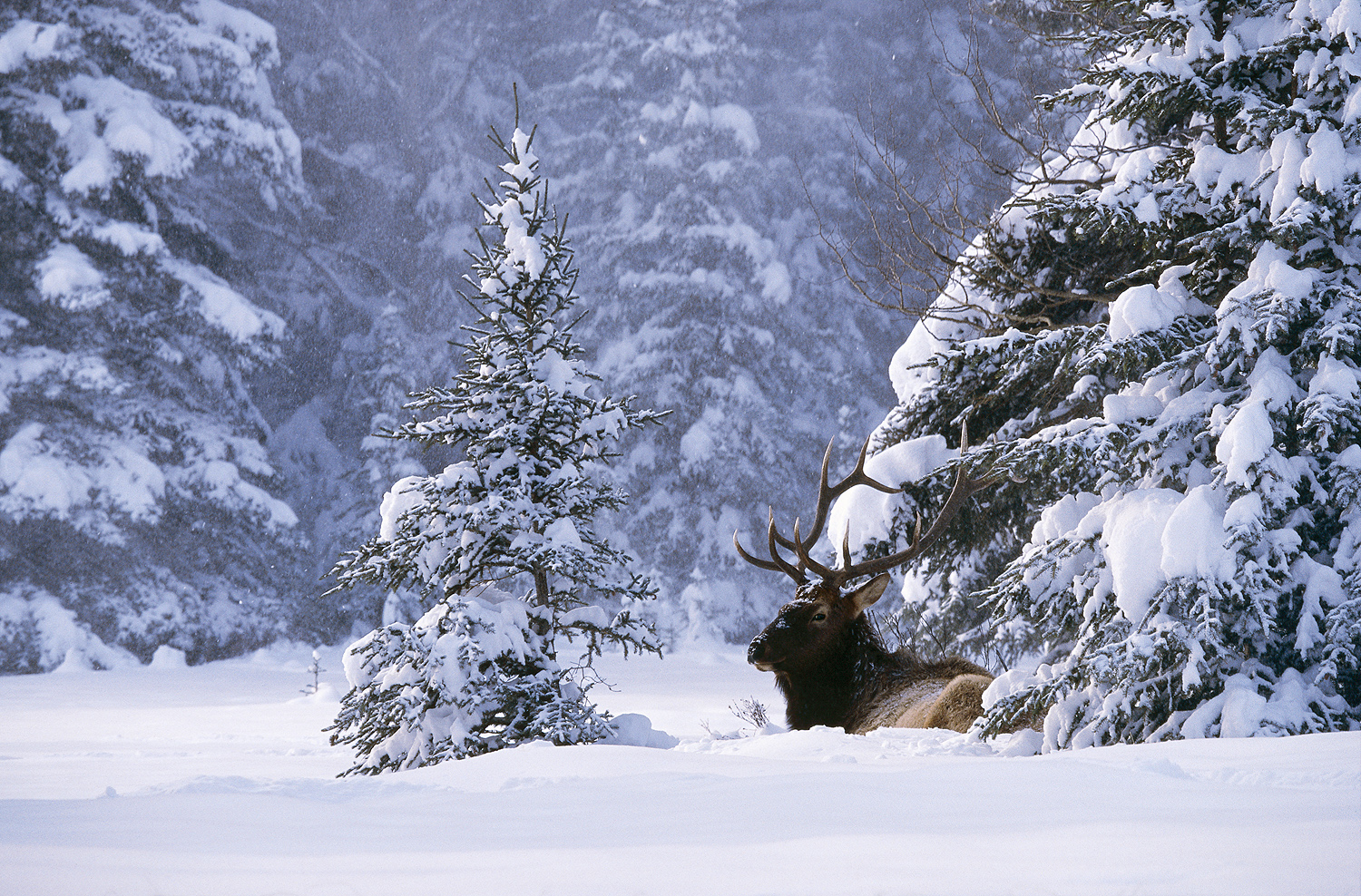 Bull elk resting in snow in Banff National Park by John E. Marriott