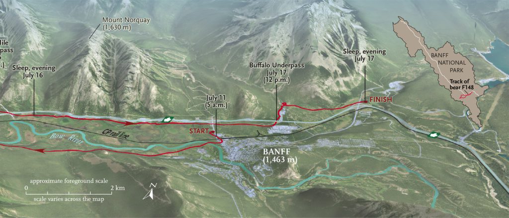 Movements of grizzly bear F148 map