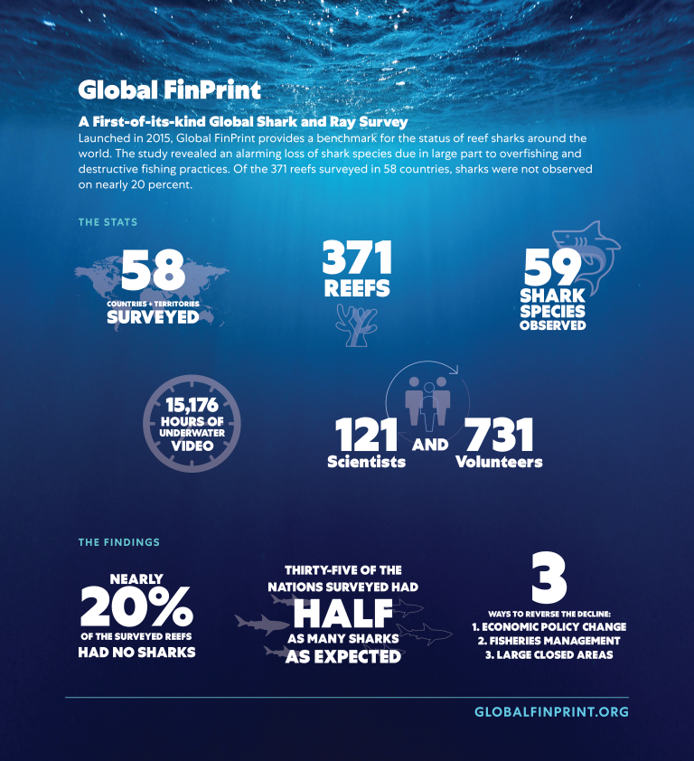 Study finds reef sharks ‘functionally extinct’ from 20 per cent of the