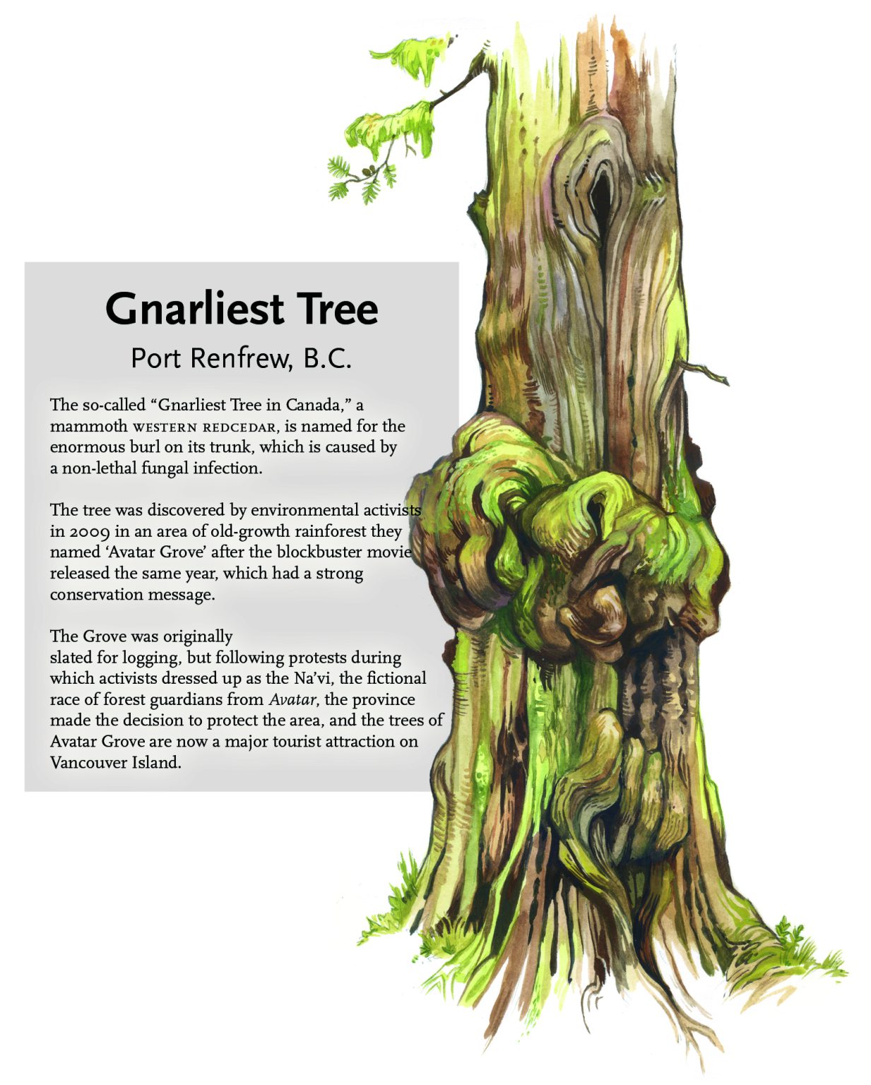 gnarliest tree illustration