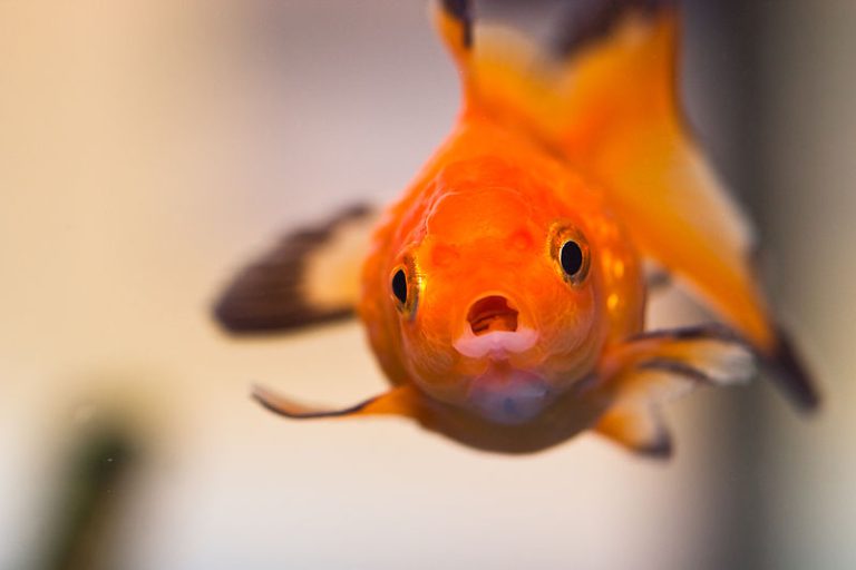 Giant goldfish worry Alberta authorities Canadian Geographic
