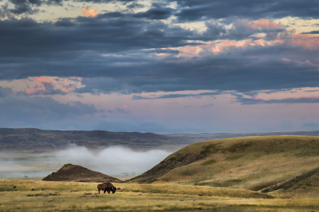 A bison grazes in Grasslands National Park