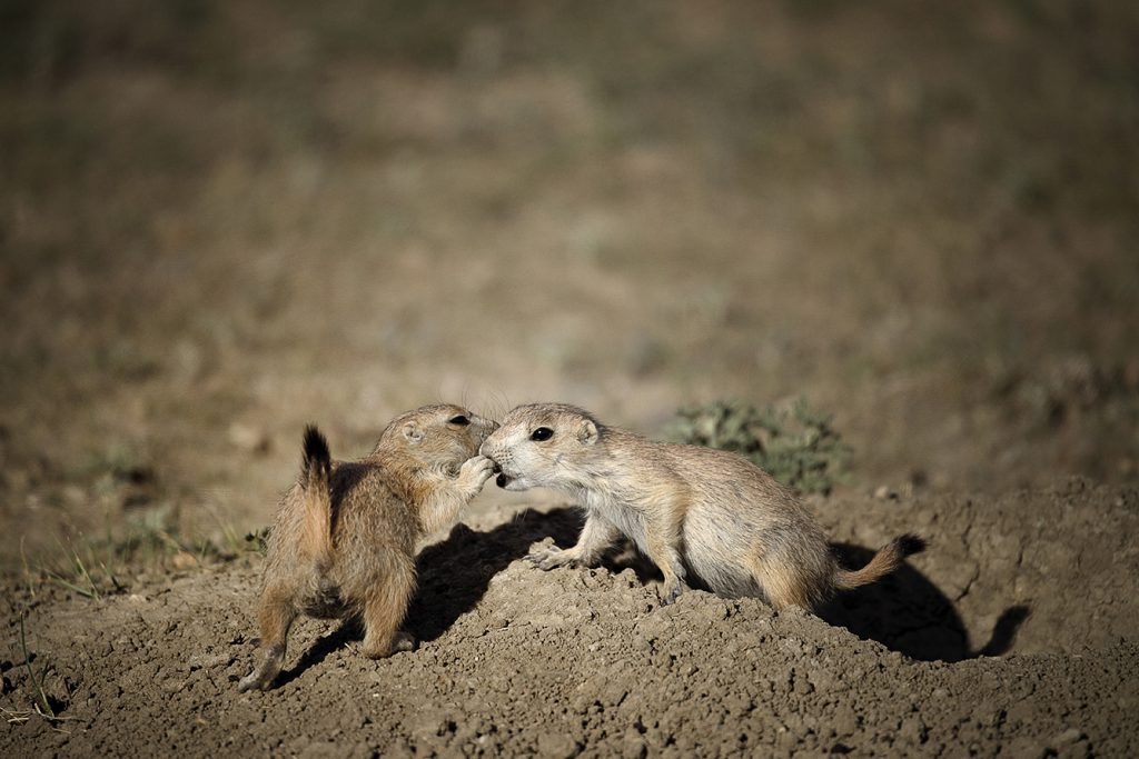 Black-tailed prairie dogs
