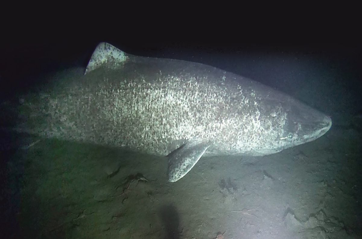 Caught on camera Elusive Greenland sharks Canadian Geographic