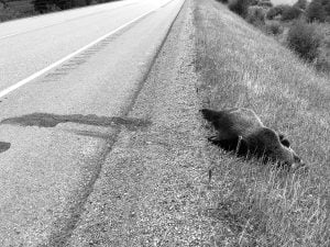 A grizzly bear lies dead on the side of the road