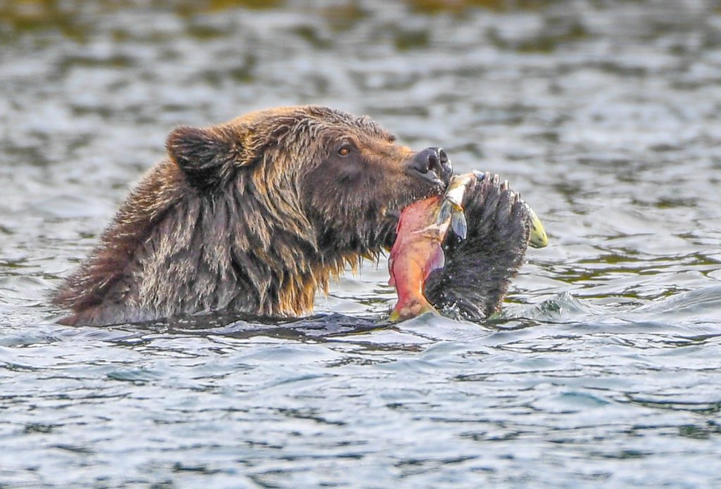 Grizzly bear feeding on salmon in Chilko River