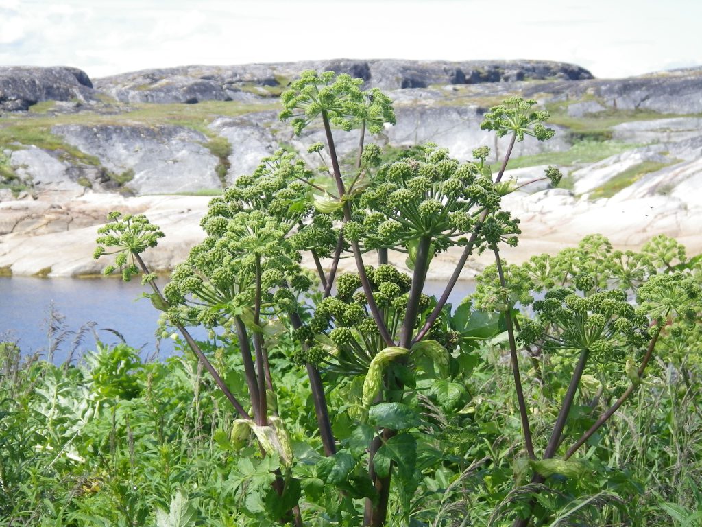 De l’angélique pourpre pousse à côté d’une vieille hutte de terre inuite sur East Turnavik Island, près de Makkovik (Labrador)