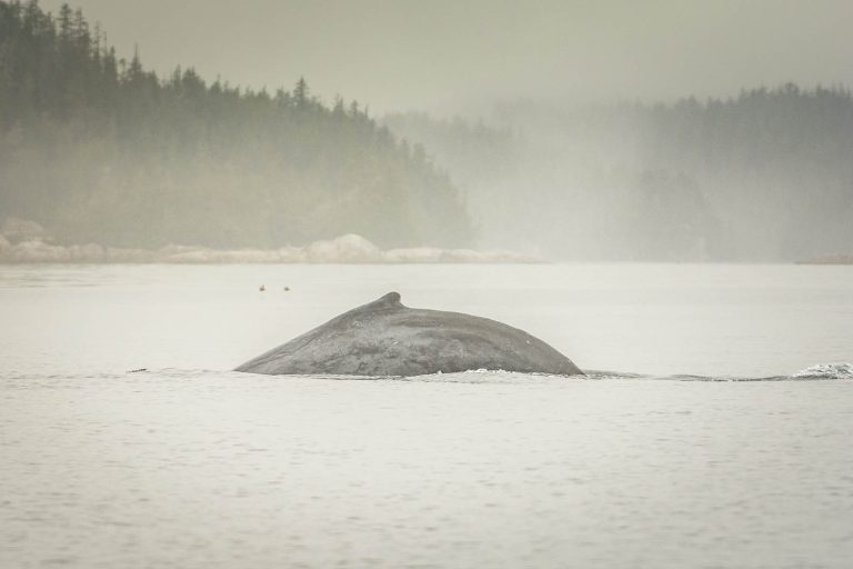 Humpback whale in the broughton archipelago, bc
