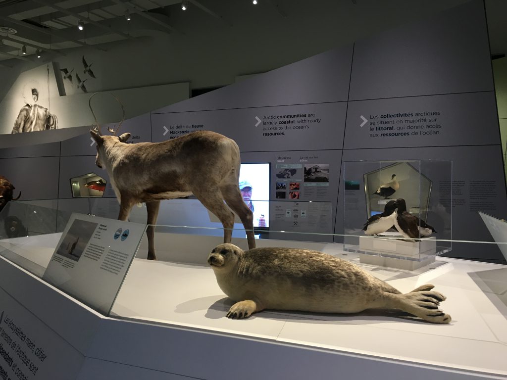 Canada Goose Arctic Gallery at Ottawa's Canadian Musuem of Nature
