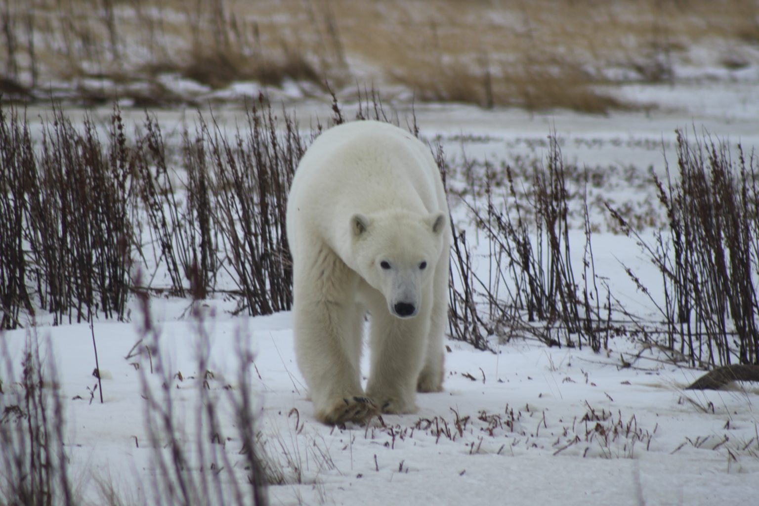 Polar bear near Churchill Manitoba
