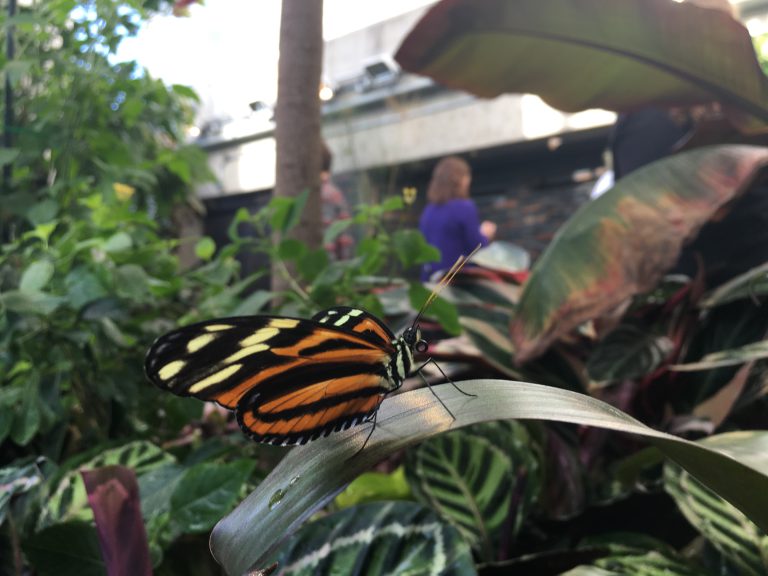 Butterflies come alive in Ottawa Canadian Geographic