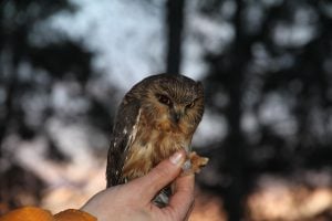 A radio transmitter is attached to a northern saw-whet owl (brooksi subspecies) near the community of Skidegate in Haida Gwaii, B.C., in 2010. The species is unique to the archipelago and was listed as threatened in the latest COSEWIC assessment of endangered wildlife.