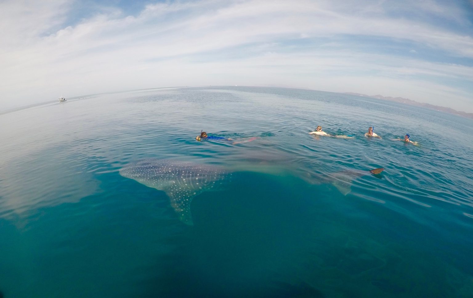 Swimming with whale sharks in the Sea of Cortez