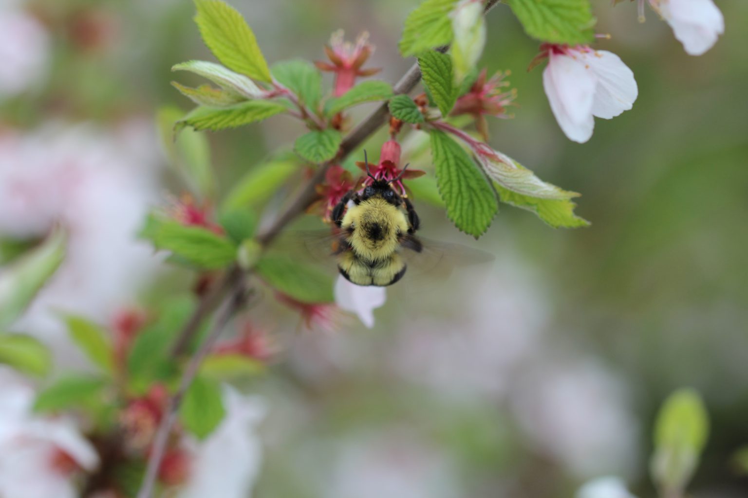 Foraging Two-spotted Bumblebee worker 