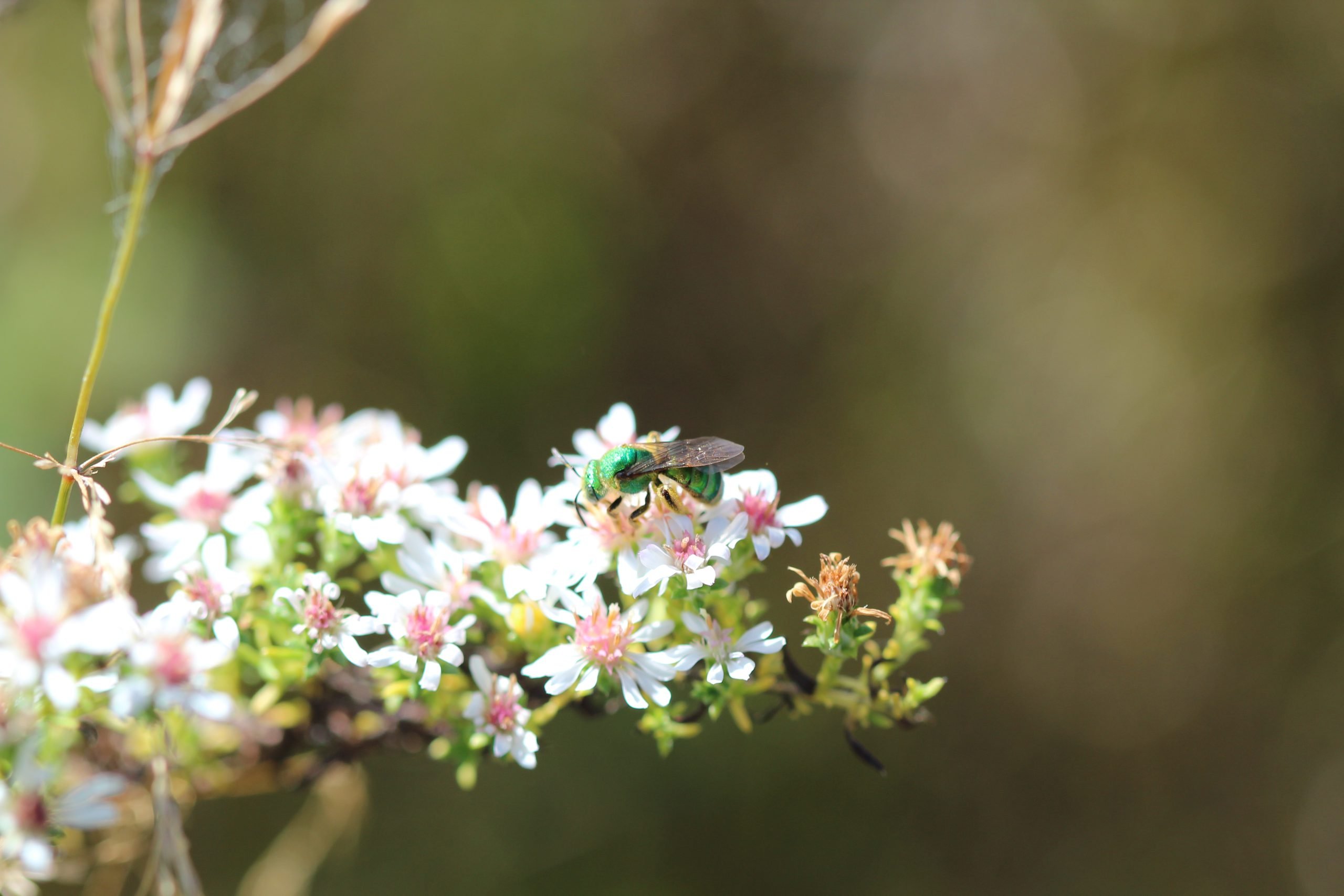 The truth about bees Canadian Geographic