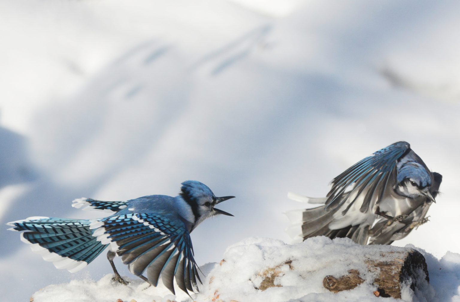 Jays in snow