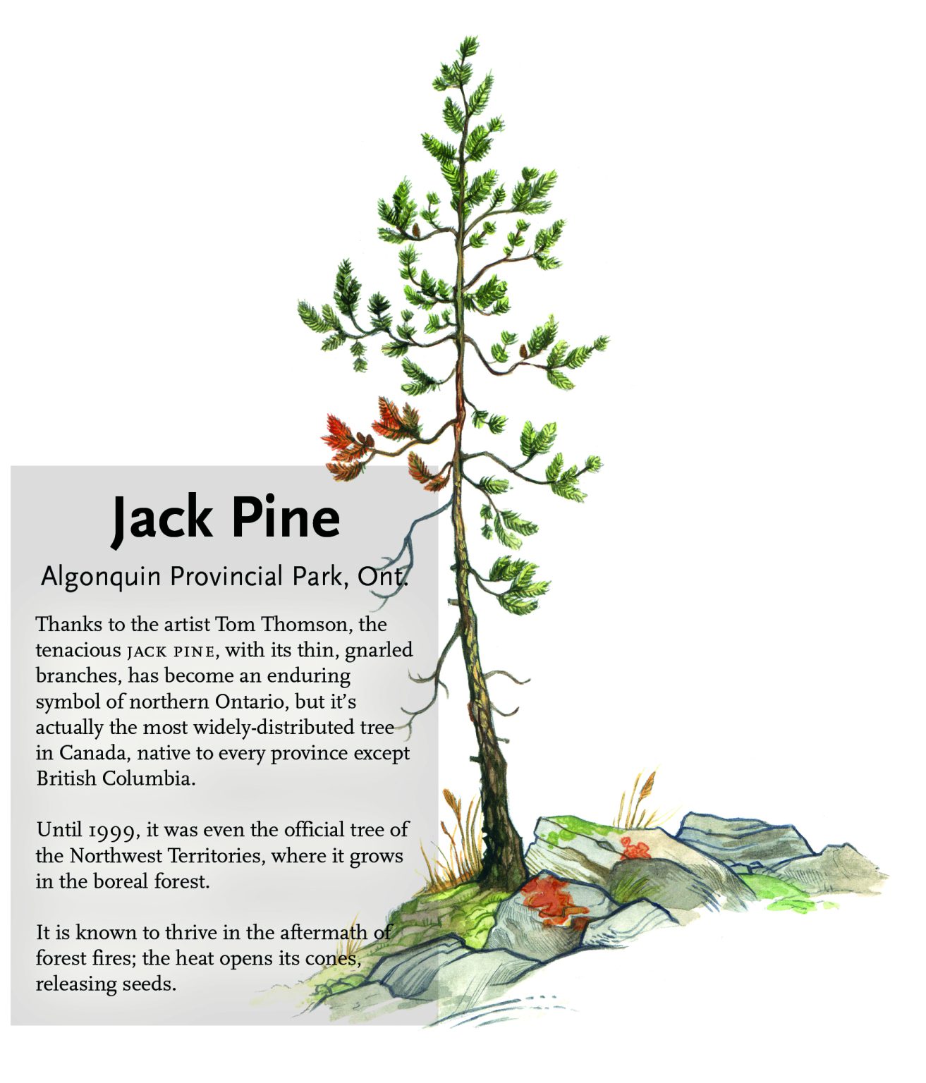jack pine