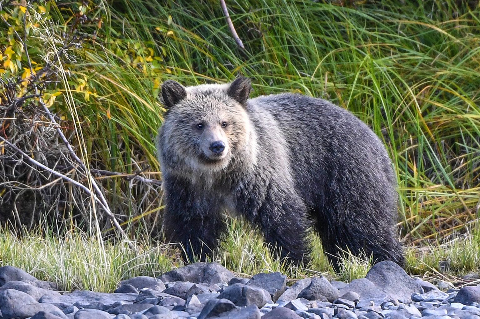 A grizzly cub watches for its mother in B.C.