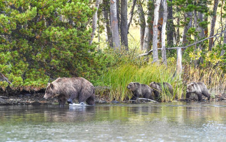 Grizzly triplets follow their mother in search of salmon