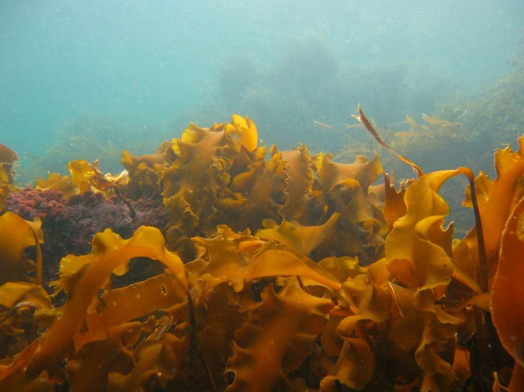 kelp forest
