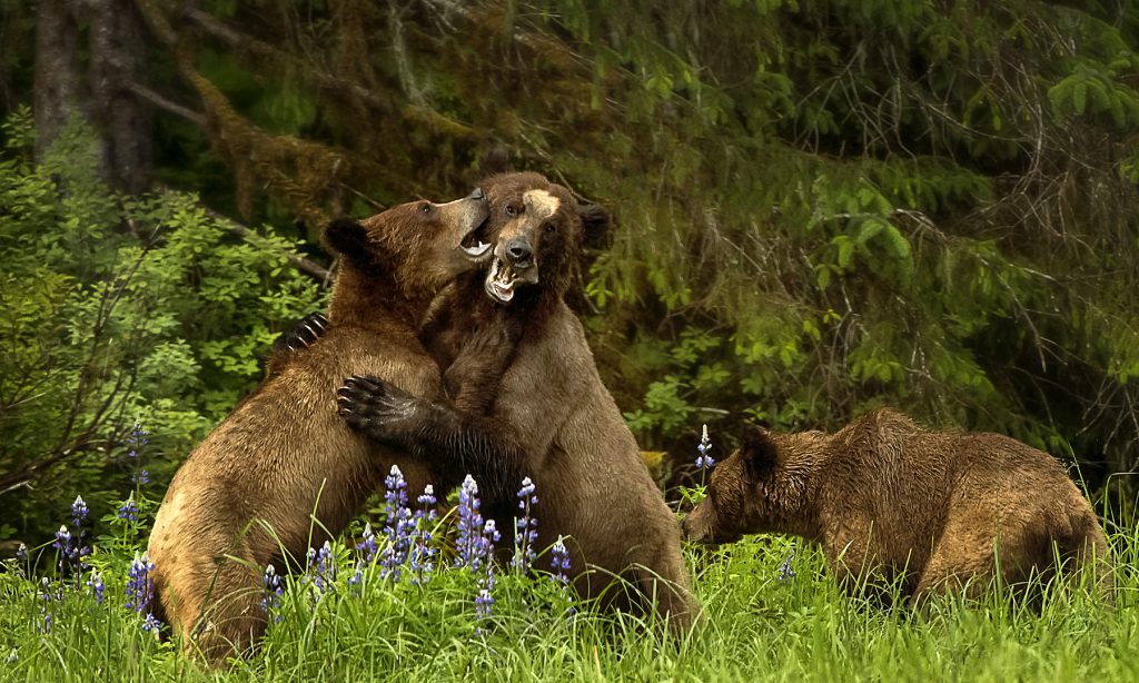 Grizzly bears, cubs, b.c.