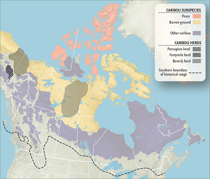 Caribou: Endangered Species | Canadian Geographic