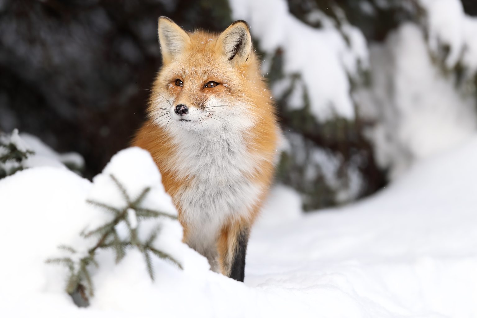 A red fox sits in the snow