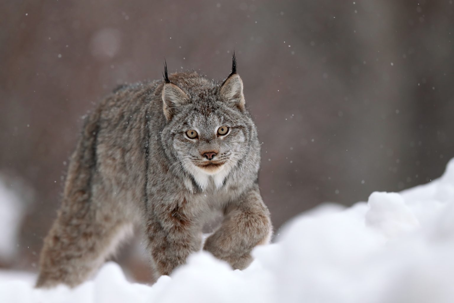 Lynx in snow