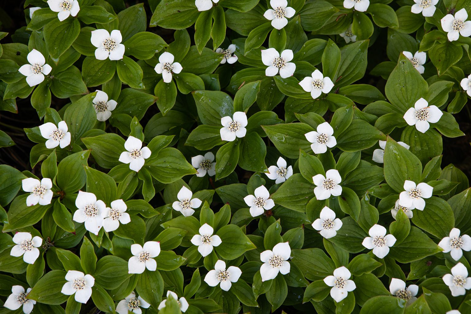 Bunchberry flowers