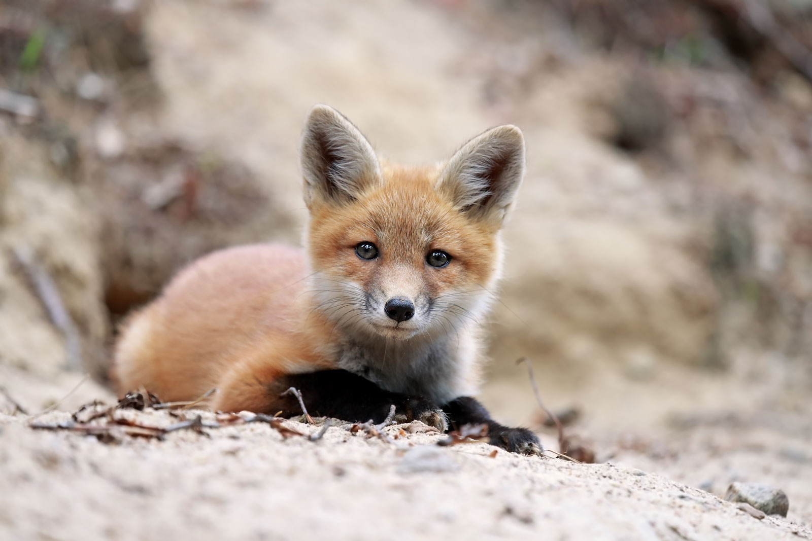 Photos: The stunning biodiversity of Algonquin Provincial Park ...