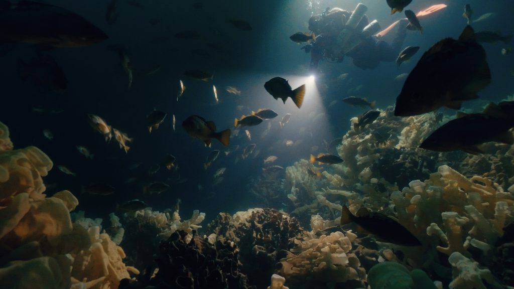 Fish swim in the light of a scuba diver