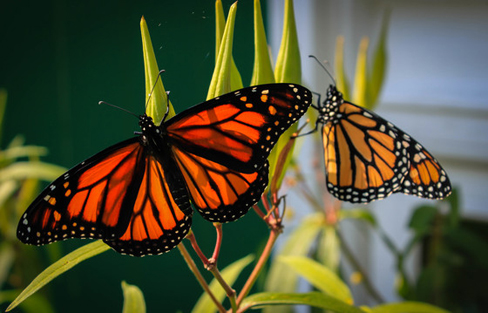 Photo: Monarch butterflies emerge from their chrysalis. (Photo: Wesley Pitts/CG Photo Club)