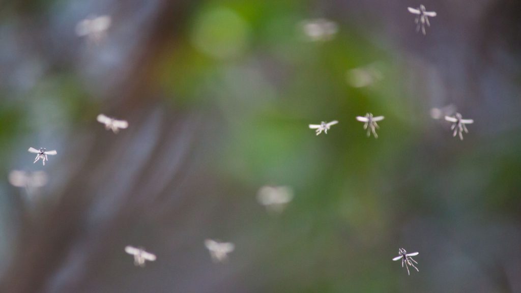 A swarm of mosquitoes at LaSalle Marina in Burlington, Ontario