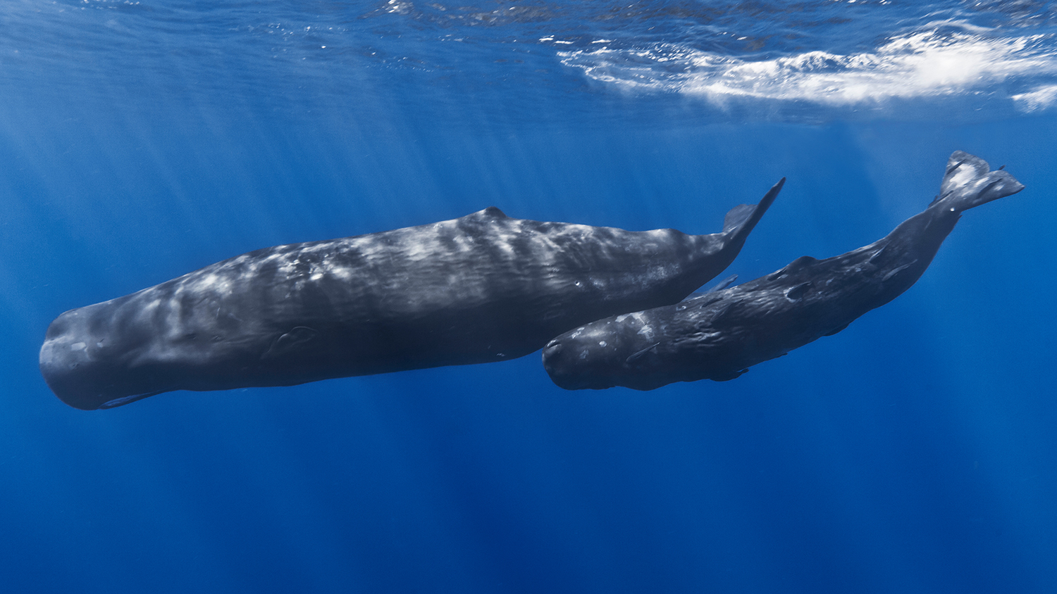 Two sperm whales swimming in a blue ocean