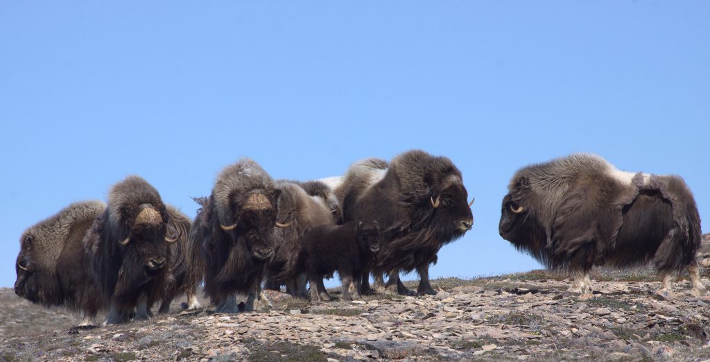 Un troupeau de bœufs musqués sur l’île Victoria