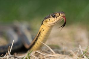 A red-sided garter snake (Thamnophis sirtalis parietalis) flicks its tongue in Narcisse, Man., which is like a form of smelling. (Photo: Paul Colangelo)